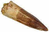 Fossil Spinosaurus Tooth - Real Dinosaur Tooth #353064-1